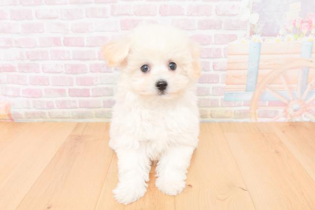 岩手県のビションフリーゼ (Coo&RIKU一関店/2025年11月17日生まれ/女の子/ホワイト)の子犬の1枚目の画像