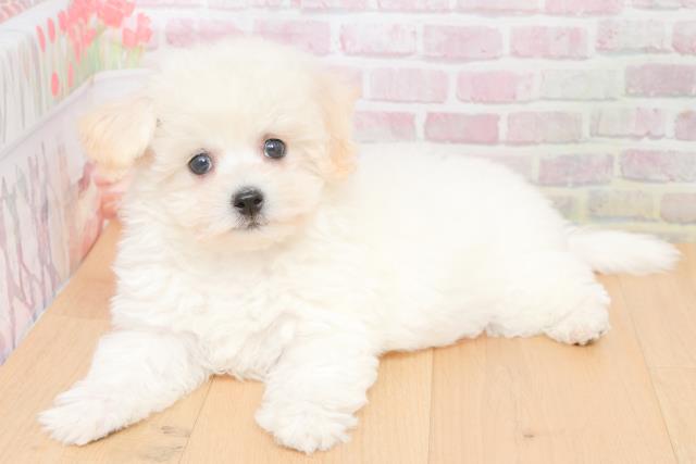 岩手県のビションフリーゼ (Coo&RIKU一関店/2025年11月17日生まれ/女の子/ホワイト)の子犬の2枚目の画像