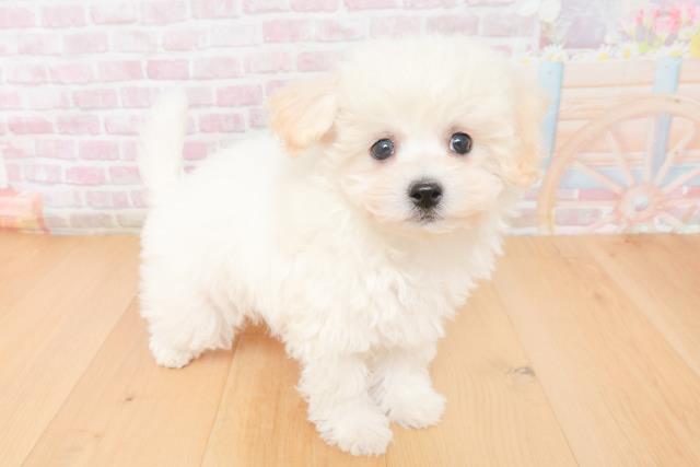 岩手県のビションフリーゼ (Coo&RIKU一関店/2025年11月17日生まれ/女の子/ホワイト)の子犬の3枚目の画像