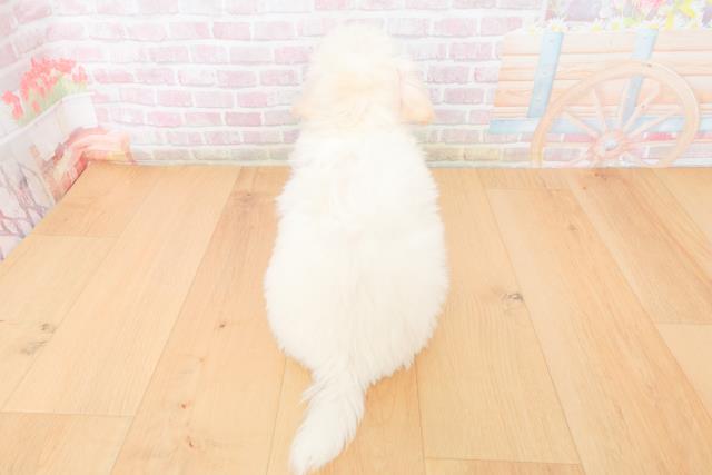 岩手県のビションフリーゼ (Coo&RIKU一関店/2025年11月17日生まれ/女の子/ホワイト)の子犬の4枚目の画像