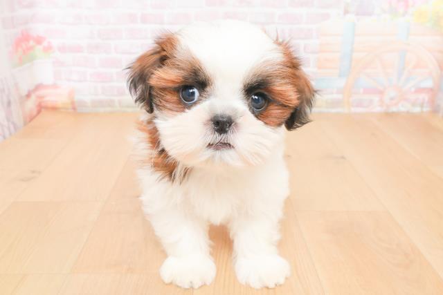 青森県のシーズー (Coo&RIKU弘前店/2025年11月14日生まれ/男の子/ゴールドホワイト)の子犬