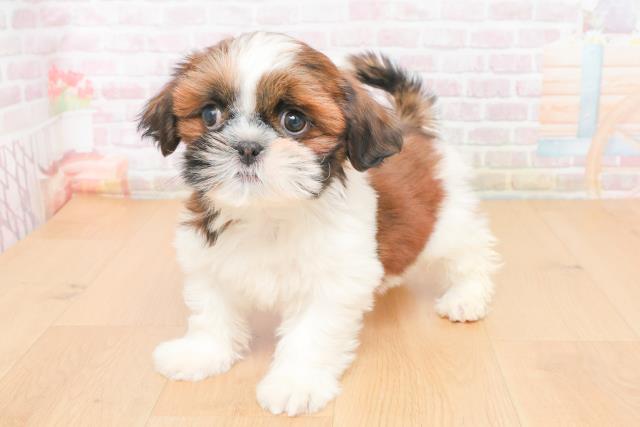 青森県のシーズー (Coo&RIKU八戸店/2025年11月14日生まれ/男の子/ゴールドホワイト)の子犬の2枚目の画像