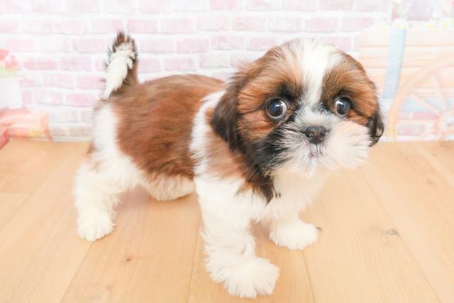 青森県のシーズー (Coo&RIKU八戸店/2025年11月14日生まれ/男の子/ゴールドホワイト)の子犬の3枚目の画像