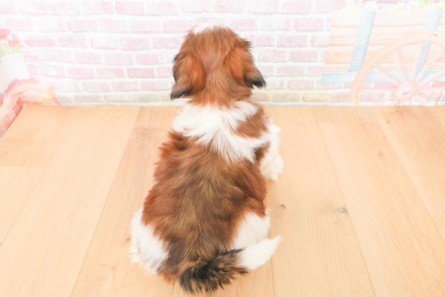 青森県のシーズー (Coo&RIKU八戸店/2025年11月14日生まれ/男の子/ゴールドホワイト)の子犬の4枚目の画像