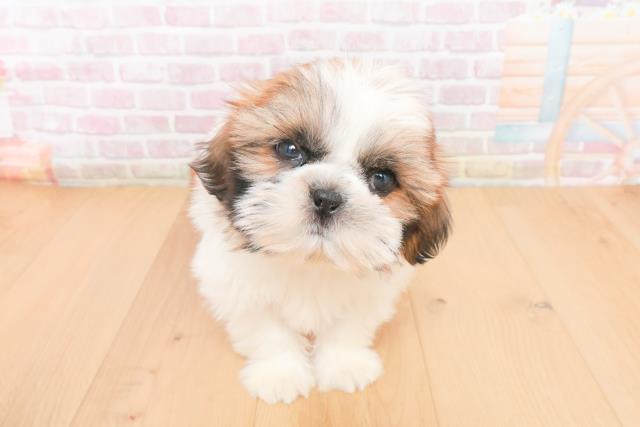 宮城県のシーズー (Coo&RIKU仙台太白店/2025年11月14日生まれ/女の子/ゴールドホワイト)の子犬の1枚目の画像