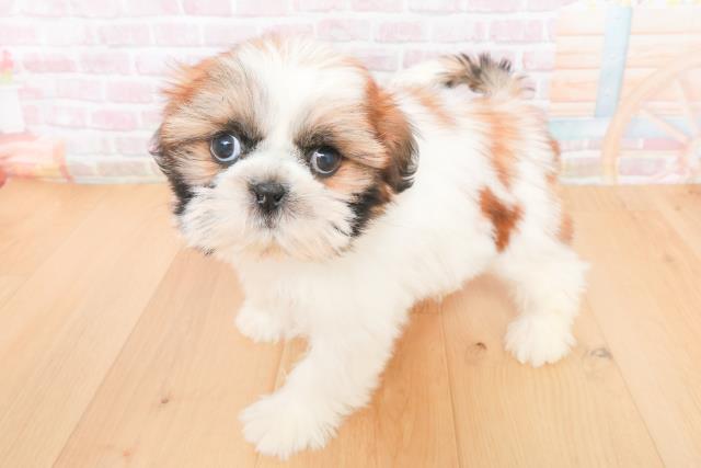 宮城県のシーズー (Coo&RIKU仙台太白店/2025年11月14日生まれ/女の子/ゴールドホワイト)の子犬の2枚目の画像