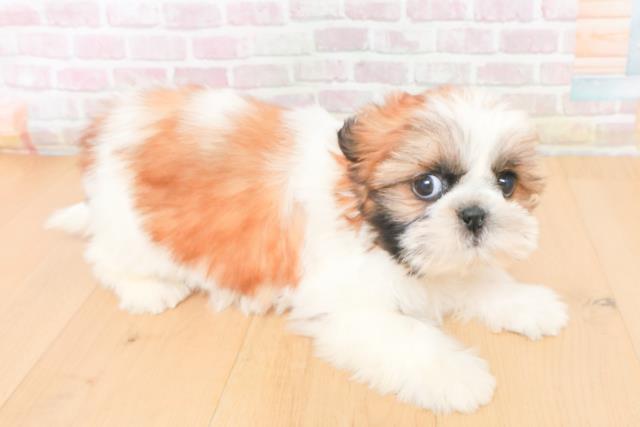 宮城県のシーズー (Coo&RIKU仙台太白店/2025年11月14日生まれ/女の子/ゴールドホワイト)の子犬の3枚目の画像