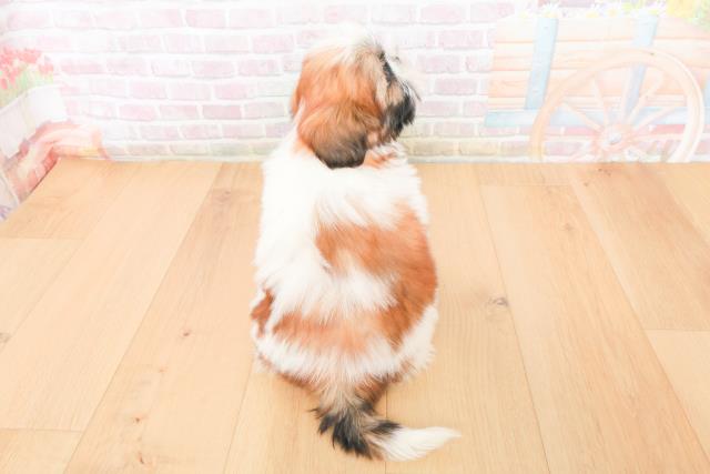 宮城県のシーズー (Coo&RIKU仙台太白店/2025年11月14日生まれ/女の子/ゴールドホワイト)の子犬の4枚目の画像