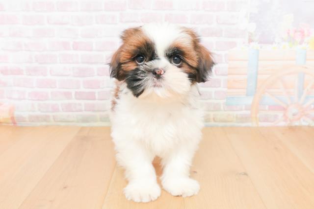 福島県のシーズー (Coo&RIKU郡山店/2025年11月14日生まれ/女の子/ゴールドホワイト)の子犬