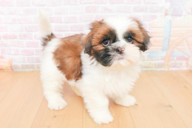 福島県のシーズー (Coo&RIKU郡山店/2025年11月14日生まれ/女の子/ゴールドホワイト)の子犬の3枚目の画像