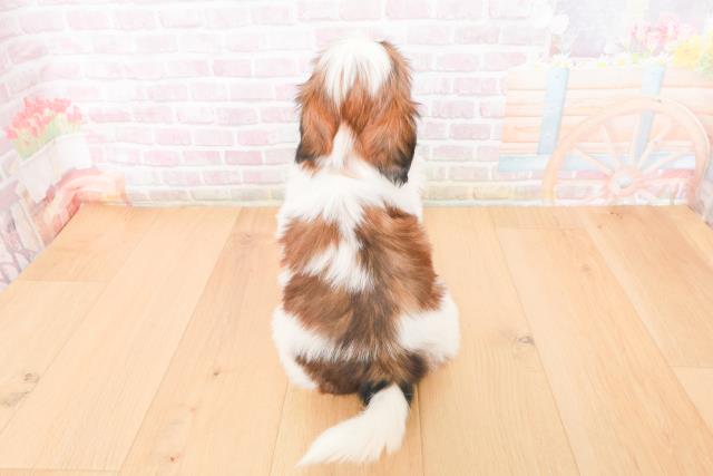 福島県のシーズー (Coo&RIKU郡山店/2025年11月14日生まれ/女の子/ゴールドホワイト)の子犬の4枚目の画像