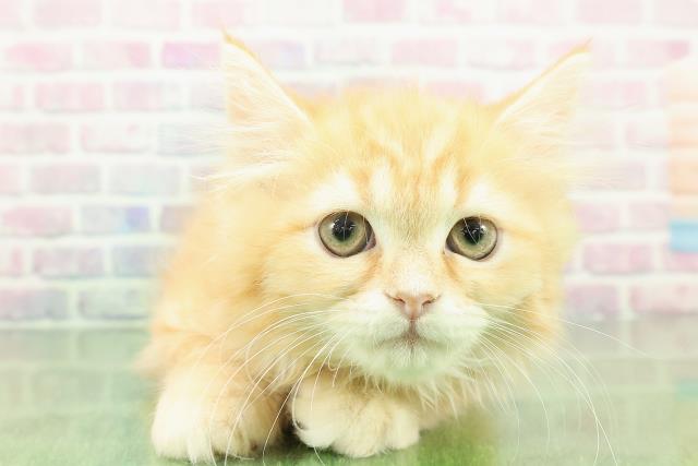 秋田県のミヌエット (Coo&RIKU秋田店/2025年10月29日生まれ/男の子/レッドタビー)の子猫の1枚目の画像