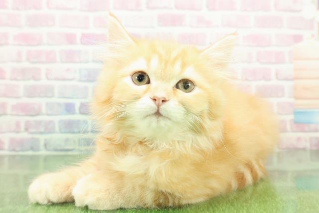 秋田県のミヌエット (Coo&RIKU秋田店/2025年10月29日生まれ/男の子/レッドタビー)の子猫の2枚目の画像