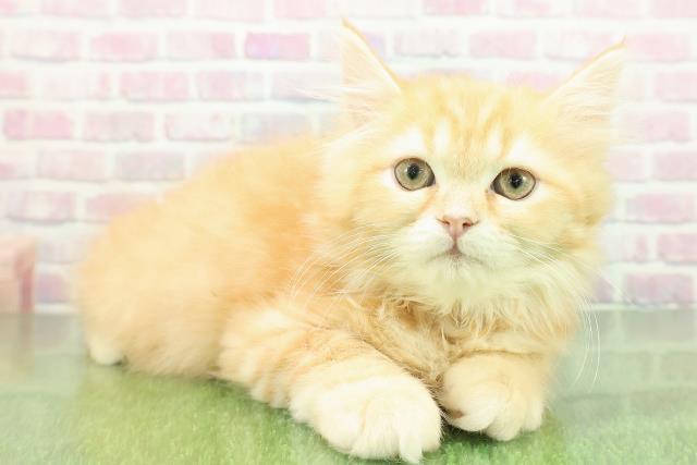 秋田県のミヌエット (Coo&RIKU秋田店/2025年10月29日生まれ/男の子/レッドタビー)の子猫の3枚目の画像