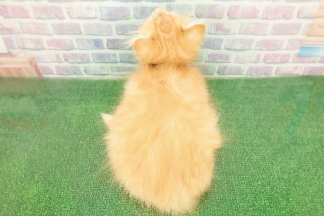 秋田県のミヌエット (Coo&RIKU秋田店/2025年10月29日生まれ/男の子/レッドタビー)の子猫の4枚目の画像