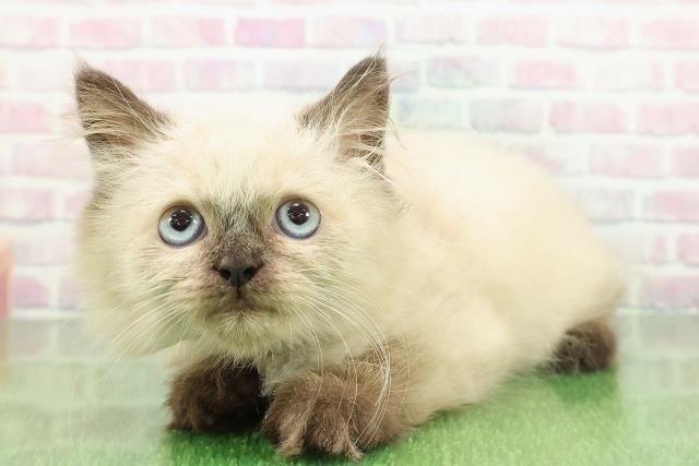 東京都のヒマラヤン (Coo&RIKU中野サンモール店/2025年11月11日生まれ/男の子/シールポイント)の子猫の2枚目の画像