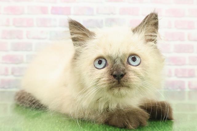 東京都のヒマラヤン (Coo&RIKU中野サンモール店/2025年11月11日生まれ/男の子/シールポイント)の子猫の3枚目の画像