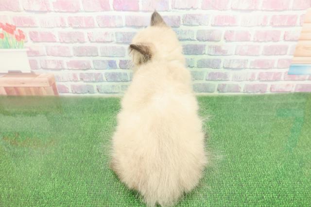 東京都のヒマラヤン (Coo&RIKU中野サンモール店/2025年11月11日生まれ/男の子/シールポイント)の子猫の4枚目の画像