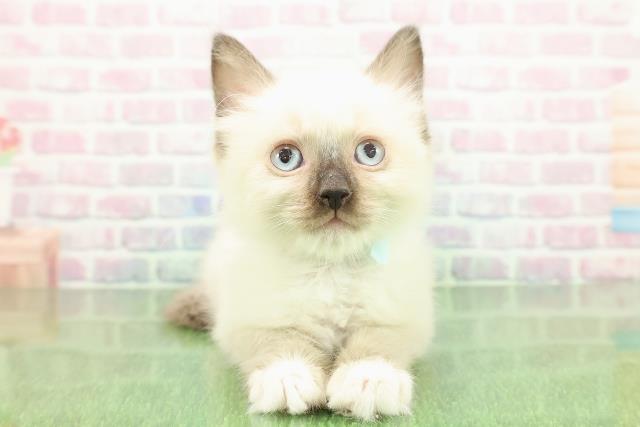 東京都のラグドール (Coo&RIKU大久保店/2025年11月17日生まれ/男の子/シールポイントミテッド)の子猫の1枚目の画像