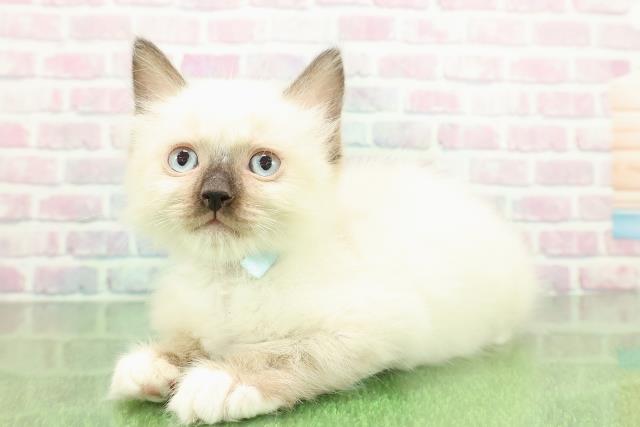 東京都のラグドール (Coo&RIKU大久保店/2025年11月17日生まれ/男の子/シールポイントミテッド)の子猫の2枚目の画像