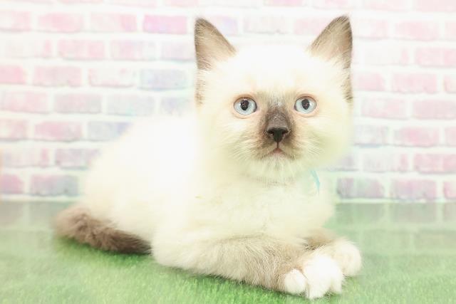 東京都のラグドール (Coo&RIKU大久保店/2025年11月17日生まれ/男の子/シールポイントミテッド)の子猫の3枚目の画像