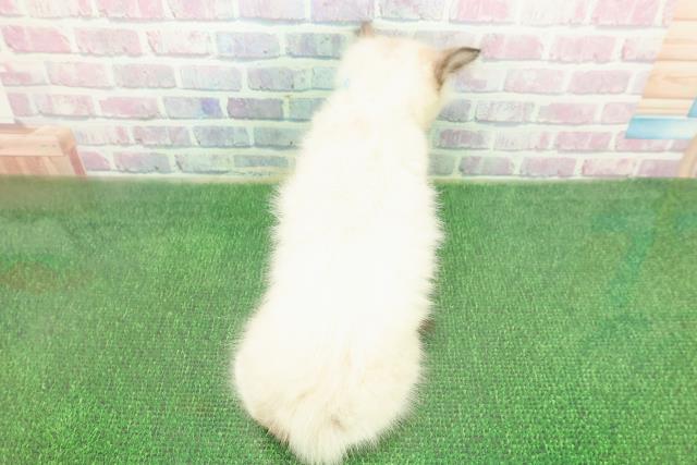 東京都のラグドール (Coo&RIKU大久保店/2025年11月17日生まれ/男の子/シールポイントミテッド)の子猫の4枚目の画像