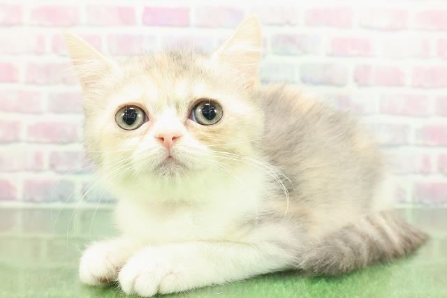 北海道のミヌエット (Coo&RIKU釧路店/2025年11月8日生まれ/女の子/ダイリュートキャリコ)の子猫の2枚目の画像