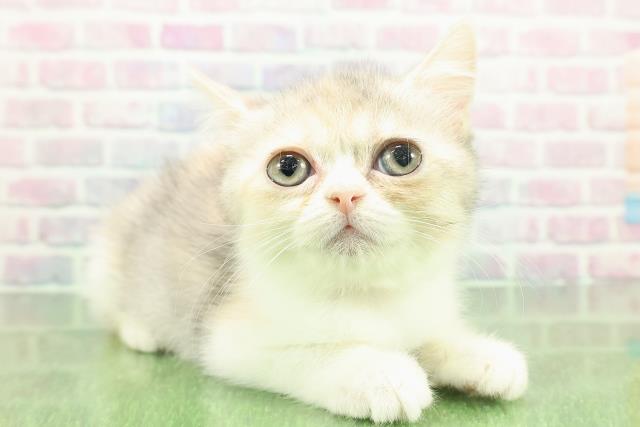 北海道のミヌエット (Coo&RIKU釧路店/2025年11月8日生まれ/女の子/ダイリュートキャリコ)の子猫の3枚目の画像