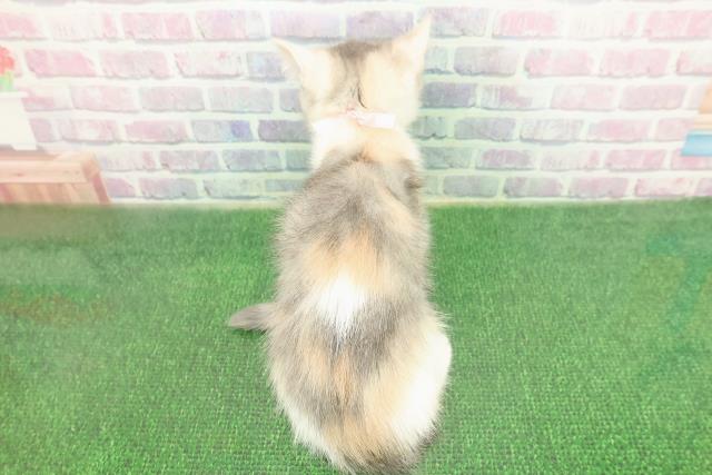 北海道のミヌエット (Coo&RIKU釧路店/2025年11月8日生まれ/女の子/ダイリュートキャリコ)の子猫の4枚目の画像