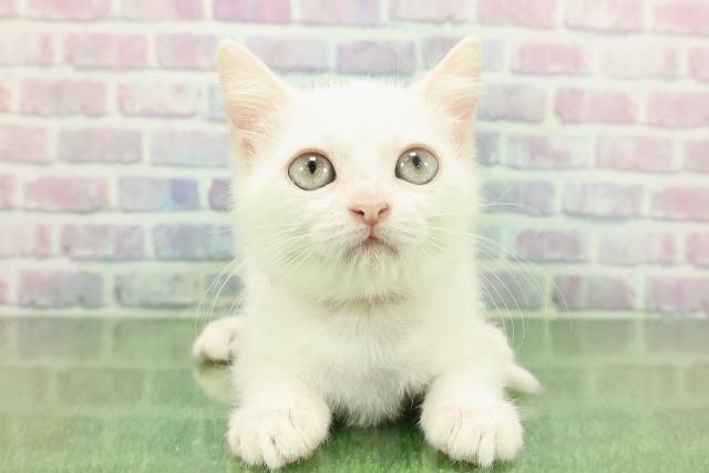北海道のミヌエット (Coo&RIKU帯広店/2025年11月8日生まれ/女の子/ホワイト)の子猫の1枚目の画像