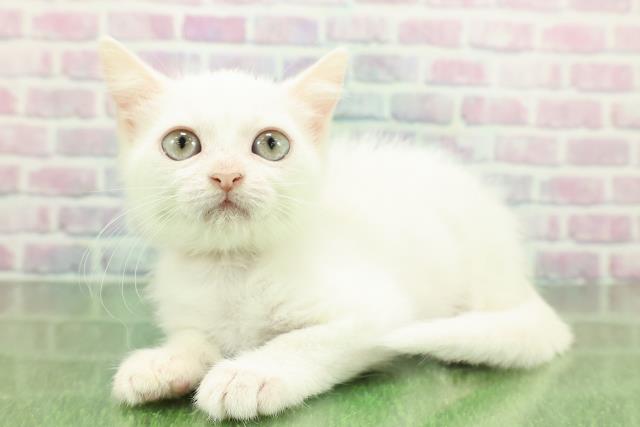 北海道のミヌエット (Coo&RIKU帯広店/2025年11月8日生まれ/女の子/ホワイト)の子猫の2枚目の画像