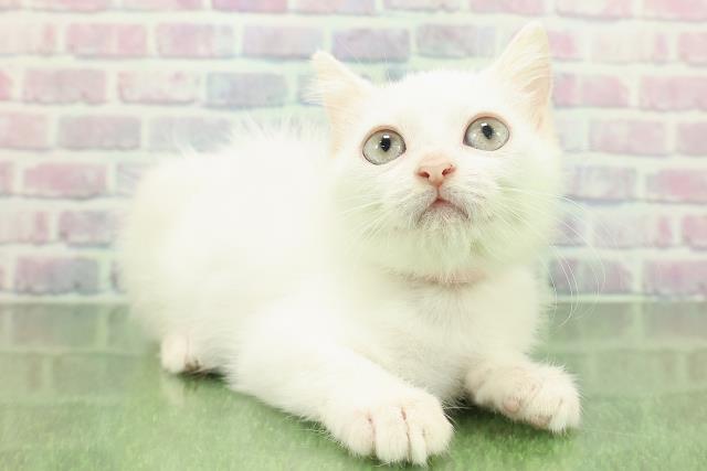 北海道のミヌエット (Coo&RIKU帯広店/2025年11月8日生まれ/女の子/ホワイト)の子猫の3枚目の画像