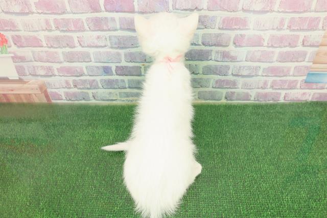 北海道のミヌエット (Coo&RIKU帯広店/2025年11月8日生まれ/女の子/ホワイト)の子猫の4枚目の画像