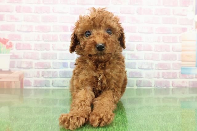 石川県のトイプードル(トイ) (Coo&RIKU金沢店/2025年11月22日生まれ/男の子/レッド)の子犬の1枚目の画像