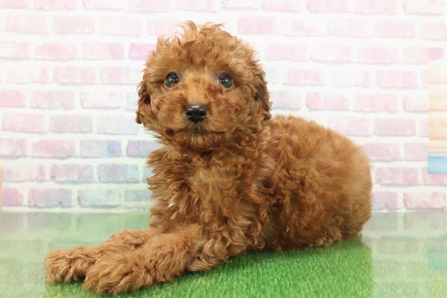 石川県のトイプードル(トイ) (Coo&RIKU金沢店/2025年11月22日生まれ/男の子/レッド)の子犬の2枚目の画像