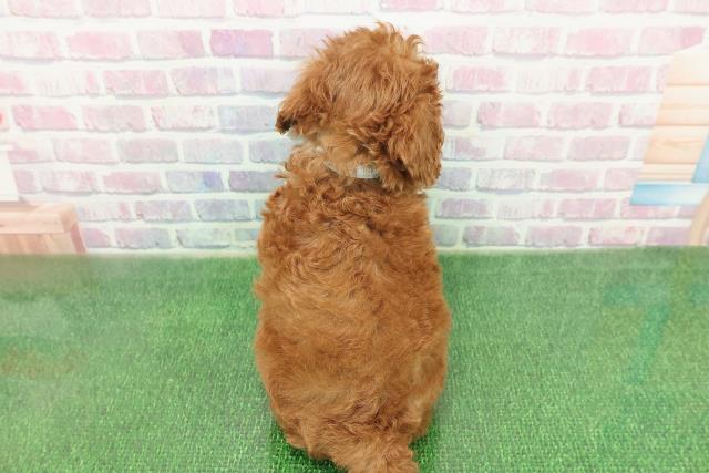 石川県のトイプードル(トイ) (Coo&RIKU金沢店/2025年11月22日生まれ/男の子/レッド)の子犬の4枚目の画像