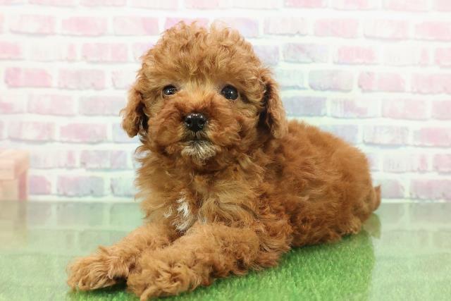 神奈川県のトイプードル(トイ) (Coo&RIKU相模原店/2025年11月22日生まれ/女の子/レッド)の子犬の2枚目の画像