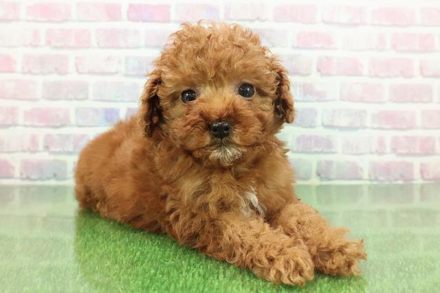 神奈川県のトイプードル(トイ) (Coo&RIKU相模原店/2025年11月22日生まれ/女の子/レッド)の子犬の3枚目の画像