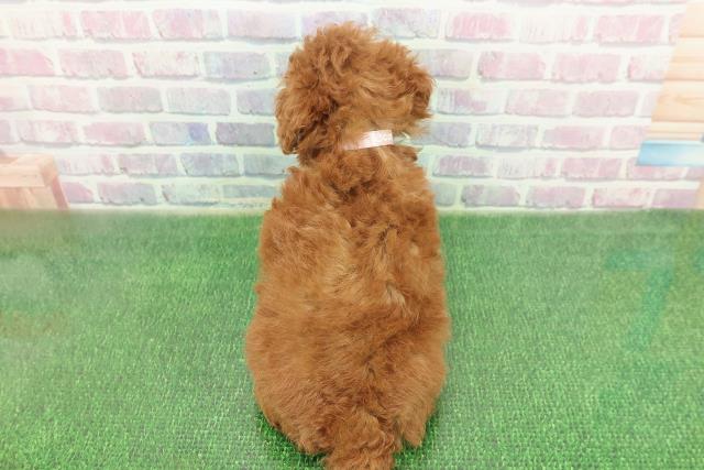神奈川県のトイプードル(トイ) (Coo&RIKU相模原店/2025年11月22日生まれ/女の子/レッド)の子犬の4枚目の画像