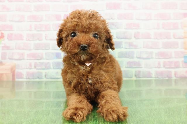 沖縄県のトイプードル(トイ) (Coo&RIKU沖縄浦添店/2025年11月22日生まれ/女の子/レッド)の子犬