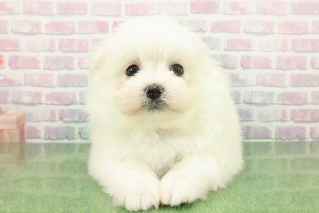 茨城県のポメマル/マルポメ(ポメラニアン×マルチーズ) (Coo&RIKUコメリパワーつくば西店/2025年11月23日生まれ/男の子/クリーム)の子犬