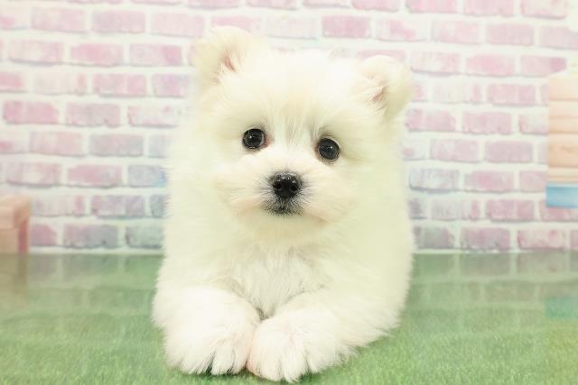 千葉県のポメマル/マルポメ(ポメラニアン×マルチーズ) (Coo&RIKU市原店/2025年11月23日生まれ/男の子/クリーム)の子犬の1枚目の画像