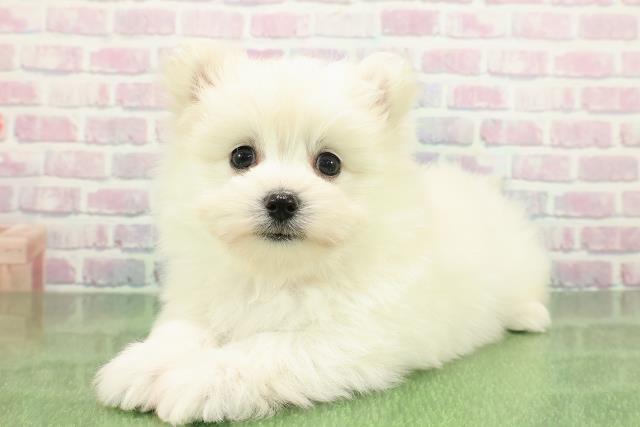 千葉県のポメマル/マルポメ(ポメラニアン×マルチーズ) (Coo&RIKU市原店/2025年11月23日生まれ/男の子/クリーム)の子犬の2枚目の画像