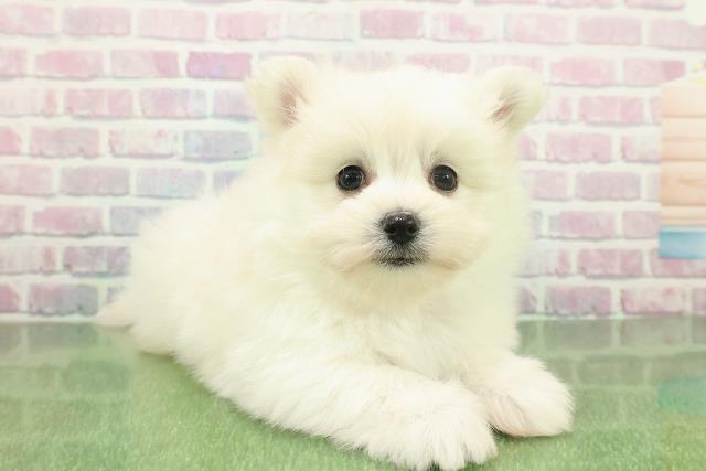 千葉県のポメマル/マルポメ(ポメラニアン×マルチーズ) (Coo&RIKU市原店/2025年11月23日生まれ/男の子/クリーム)の子犬の3枚目の画像