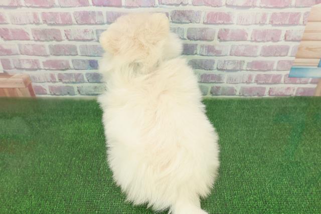 千葉県のポメマル/マルポメ(ポメラニアン×マルチーズ) (Coo&RIKU市原店/2025年11月23日生まれ/男の子/クリーム)の子犬の4枚目の画像