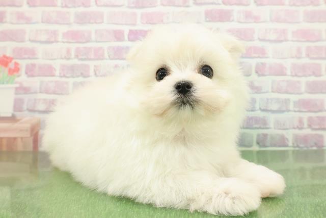 埼玉県のポメマル/マルポメ(ポメラニアン×マルチーズ) (Coo&RIKU綿半坂戸店/2025年11月23日生まれ/女の子/クリーム)の子犬の3枚目の画像
