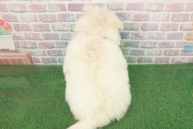 埼玉県のポメマル/マルポメ(ポメラニアン×マルチーズ) (Coo&RIKU綿半坂戸店/2025年11月23日生まれ/女の子/クリーム)の子犬の4枚目の画像