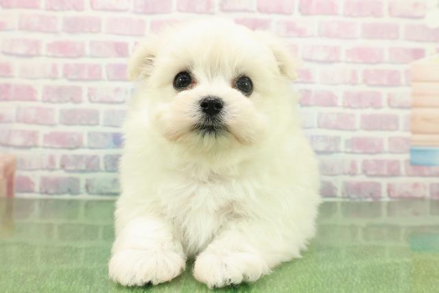 青森県のポメマル/マルポメ(ポメラニアン×マルチーズ) (Coo&RIKU八戸店/2025年11月23日生まれ/女の子/クリーム)の子犬の1枚目の画像