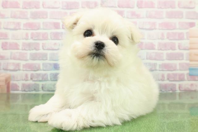 青森県のポメマル/マルポメ(ポメラニアン×マルチーズ) (Coo&RIKU八戸店/2025年11月23日生まれ/女の子/クリーム)の子犬の2枚目の画像