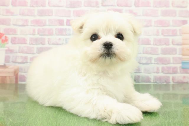 青森県のポメマル/マルポメ(ポメラニアン×マルチーズ) (Coo&RIKU八戸店/2025年11月23日生まれ/女の子/クリーム)の子犬の3枚目の画像